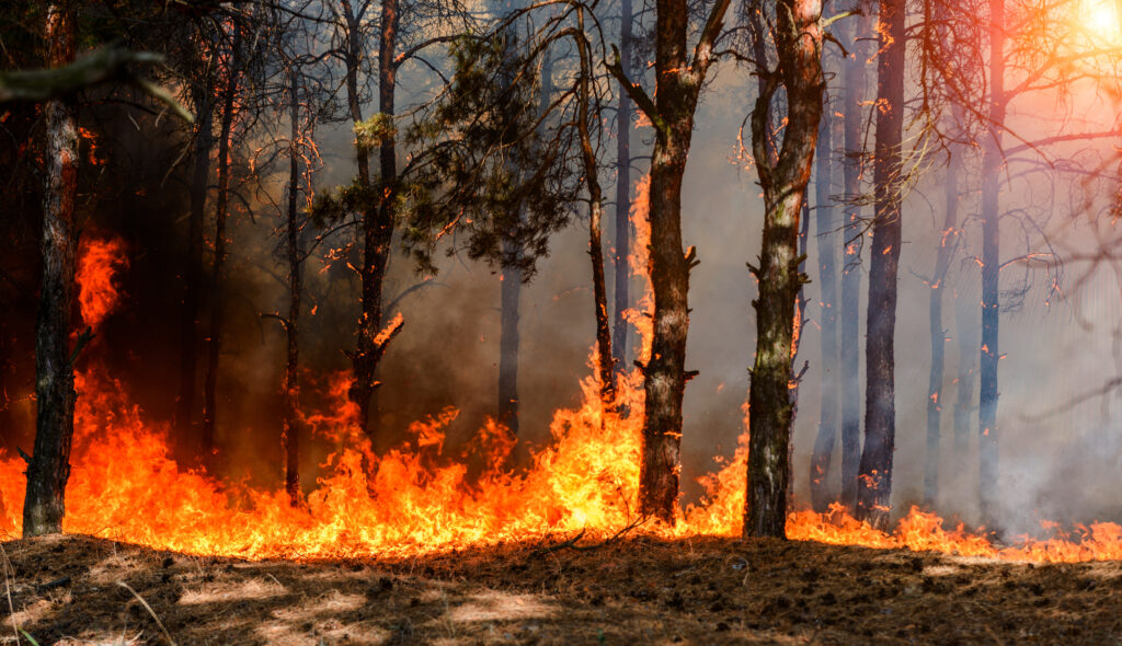 Tree touching PG&E power line sparked California's Dixie wildfire, investigation finds california wildfire